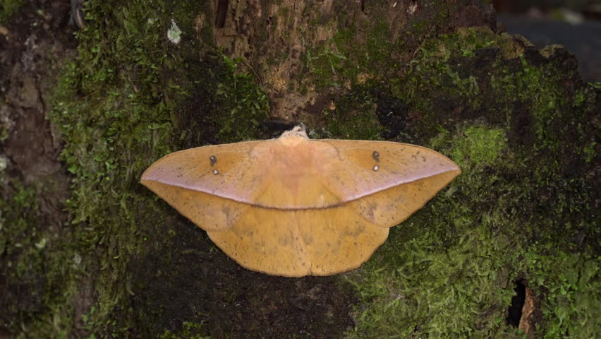 Two giant silkworm moths (Lonomia sp., family Saturniidae). Members of this genus are known for their caterpillars which produce a highly potent anticoagulant venom. In the Ecuadorian Amazon.
