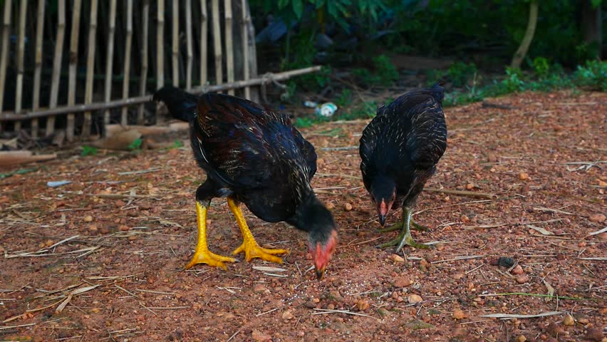Colorful rooster or fighting cock
