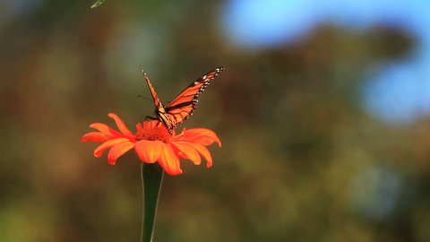 monarch butterfly takes off from a flower
