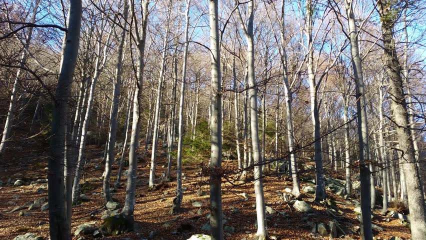 Panorama of woods around to the path to the Cardeto natural lakes during the autumn and winter time with fantastic blue sky. Orobie Alps. Italy