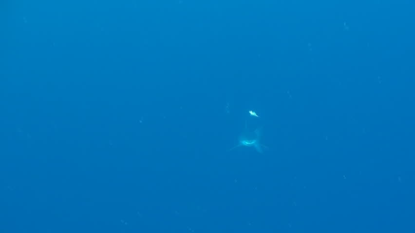 Mako shark swimming in blue water near the surface about 50 kilometres offshore past Western Cape South Africa. Short fin mako shark. Royalty-Free Stock Footage #22782610