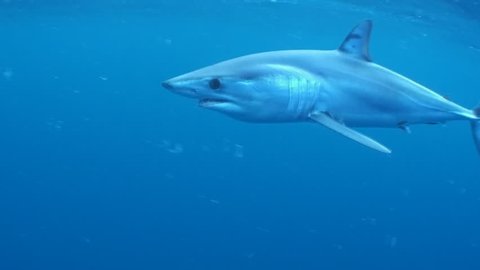 Mako shark swimming in blue water near the surface about 50 kilometres offshore past Western Cape South Africa. Short fin mako shark.
