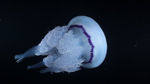Rhizostoma Pulmo Jellyfish. Shot in the wild, nighttime.