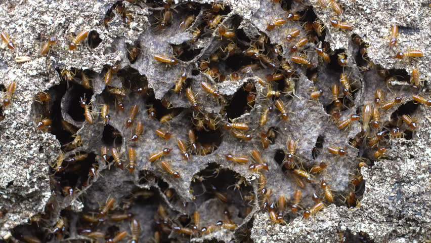 Nasute termites defending a break in their nest. In tropical rainforest, Ecuador.