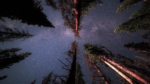 An overnight time lapse of a hammock view looking up as the milky way and stars pass across the trees in the night sky.   Video de stock