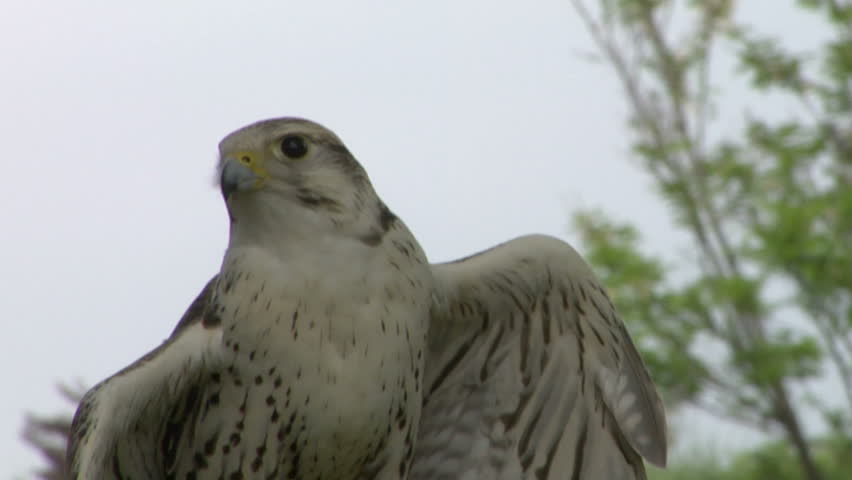 Saker Falcon portrait