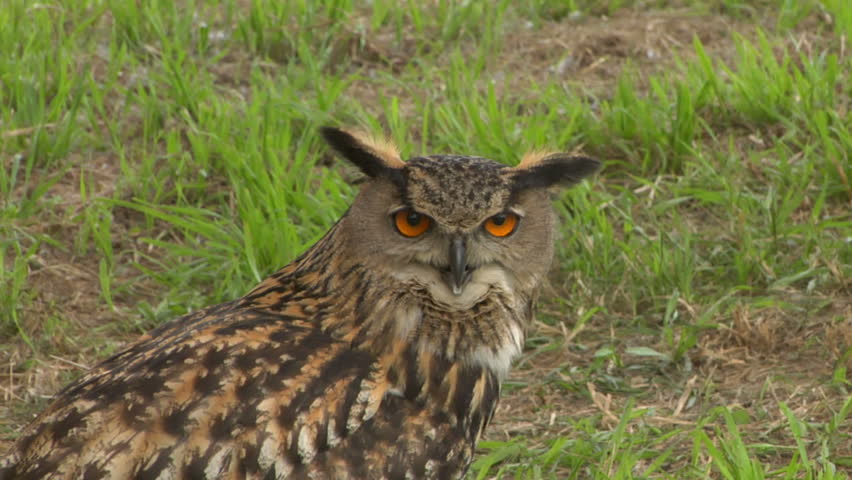 Eagle Owl portrait