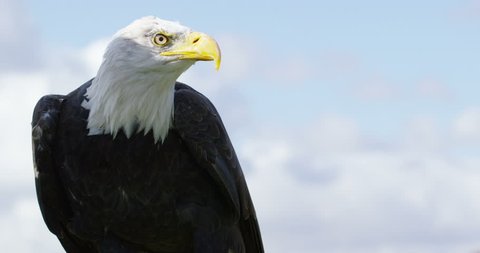 4K Close up of a tethered Bald Eagle in natural environment. Dec 2016-UK