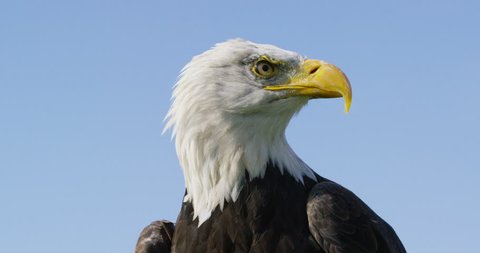 4K Close up on the face of a Bald Eagle in natural environment. Dec 2016-UK