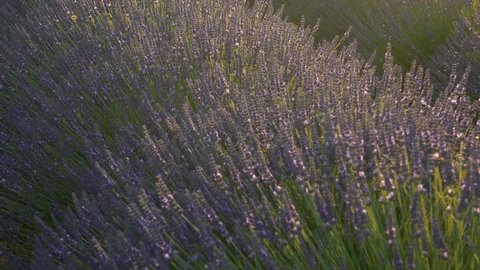 Close up of Lavender in lavender field, France