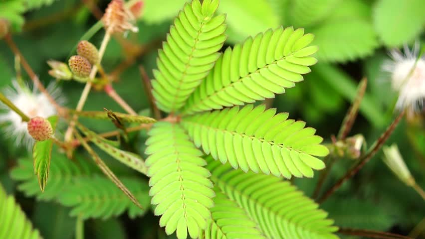 mimosa pudica Stock Footage Video (100% Royalty-free) 2280326 ...