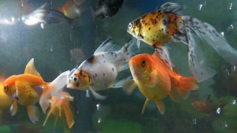 Koi Fish Group Various Koi Fish Stock Photo 1494731366 | Shutterstock