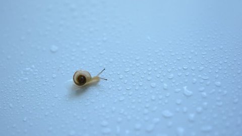 Garden snail on a white background

Garden snail on a white background
