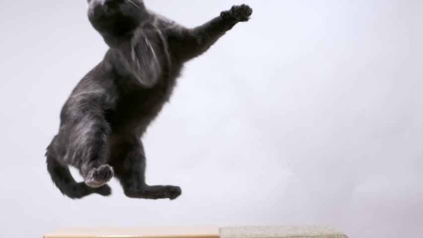 Gray cat playing with mouse toy on a string sequence of jumps in slow motion | Shutterstock HD Video #22810225
