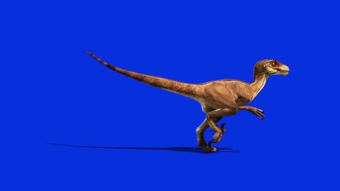 Dinosaurs Velociraptor Run Side Jurassic World Prehistory Blue Screen 