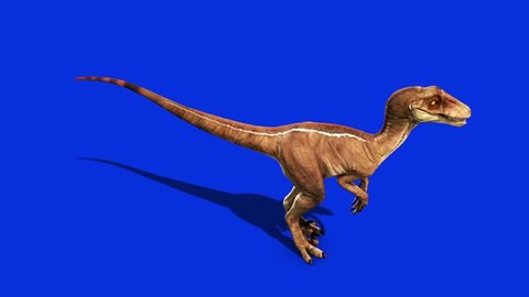 Dinosaurs Velociraptor Looks Around Up Jurassic World Prehistory Blue Screen
