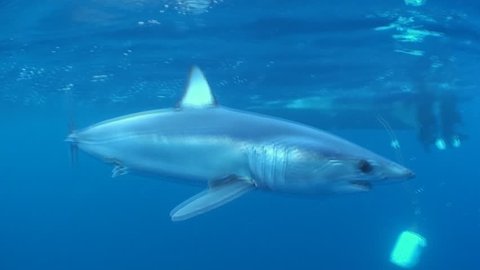 Short fin mako shark swimming in blue water near the surface, footage taken about 50 kilometres offshore past Western Cape South Africa.