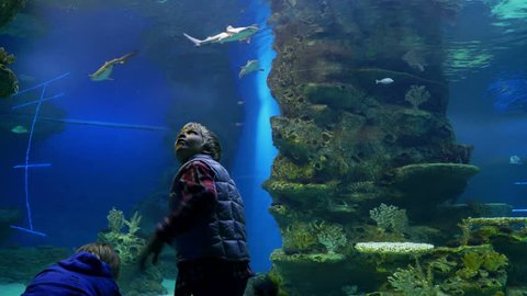 children watch the underwater world with a small sharks in the big tank