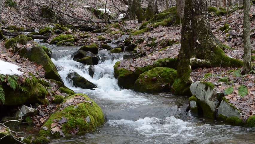 A Small Mountain Stream in the Allegheny National Forest in Pennsylvania