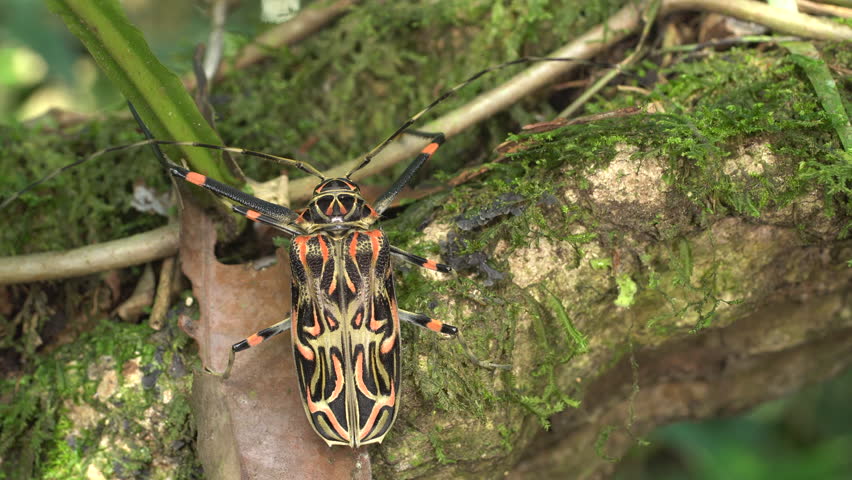 Female Harlequin Beetle (Acrocinus longimanus). The male has even longer front legs. A very large beetle from the Amazon, well known for carrying pseudoscorpions and mites under the elytra.