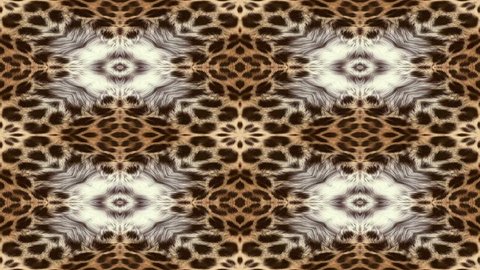 Abstract background rolling in seamless loop. Natural fur kaleidoscopic pattern. Animation of abstract background shapes. Natural exotic oriental pattern originally based on leopard fur. Arkivvideo