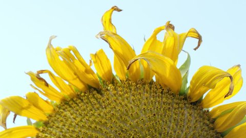 Static view of sunflower blowing in light breeze from up close