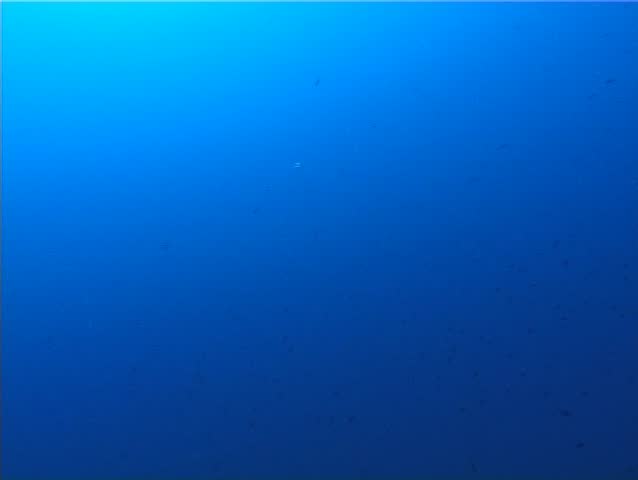 An Octopus (Octopus Vulgaris?Â�). Shot captured in the wild in the Mediterranean Sea (Italy) by 3CCD camcorder.