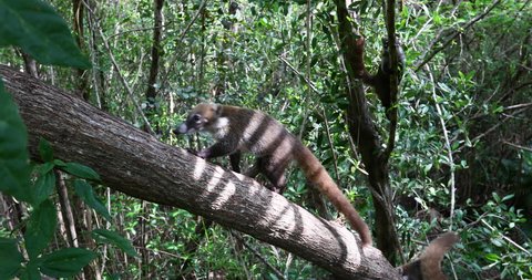 Mexico Coati Mundi wildlife jungle tree. The Coati or Coatimundi animal, member of the raccoon family. Live in jungles of Mexico and south central America. Ring tail and bandit colored masks on face.