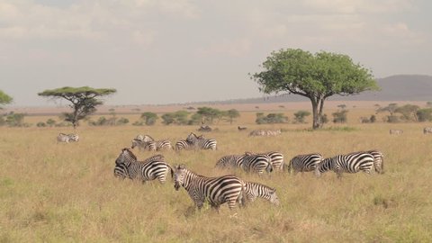 AERIAL CLOSE UP: Beautiful wild zebras in small family grazing widespread on vast African savannah grassland, resting and cooling down in the shade of big fever tree canopy on famous Serengeti plains