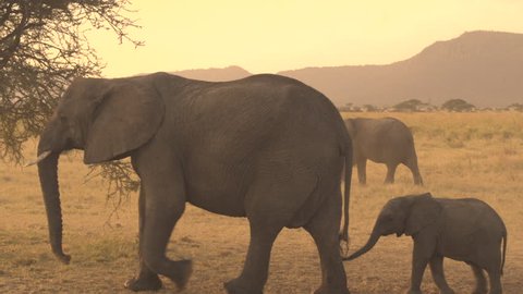 CLOSE UP: Big matriarch group of elephants traveling through African savannah grassland on magical golden light morning in Tanzania. Stunning elephant family with infants roaming in wilderness at dusk
