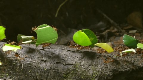 Slow motion shot of leaf cutter ants (Atta sp.) carrying pieces of leaves along a branch in the rainforest, Ecuador. Tiny workers (minims) are riding on the leaves.