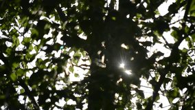 Handheld shot of sunshine coming through green trees in a forest