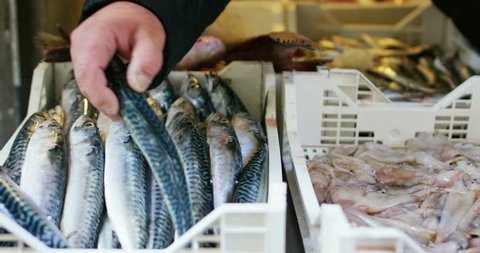 a fishmonger showing the fresh fish at the fish market. The fishmonger shows fresh fish to ensure the quality and goodness of its product. Concept: Diet,Mediterranean cuisine,fish market,healthy foods