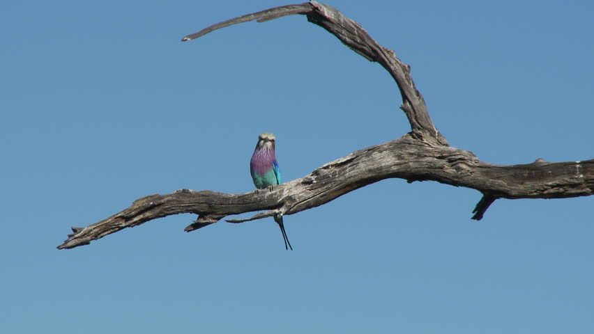 Lilac breasted roller perched on a dead tree limb looking around