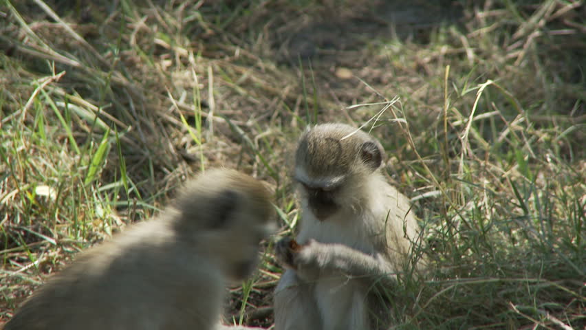 Vervet monkeys foraging for food