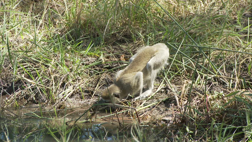 A vervet monkey drinking water, finishes and jumps over the wate