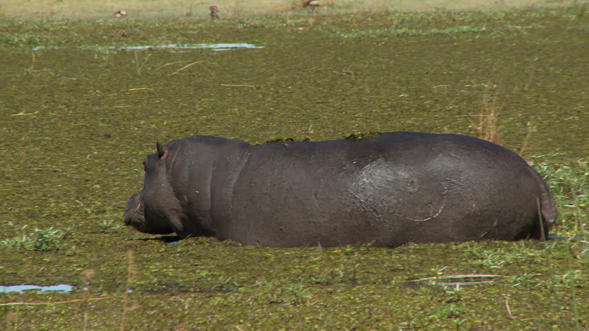 A male hippopotamus walks through a blanket of  water hyacinth
