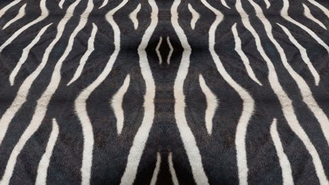 Abstract background rolling in seamless loop. Natural fur kaleidoscopic pattern. Animation of abstract background shapes. Natural exotic oriental pattern originally based on zebra stripes.