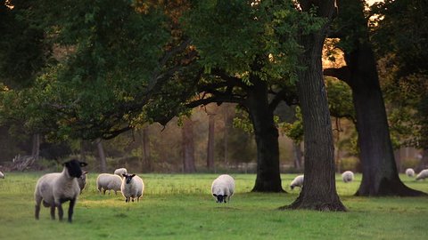 Flock of sheep or lambs grazing on grass in English countryside field between trees, England, Great Britain during summer evening.
