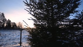 Winter landscape. Pine tree. Shot with a slider.