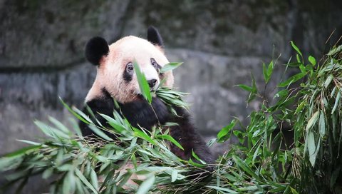 Rare Cute Giant Panda eating bamboo, Chongqing, Sichuan, China