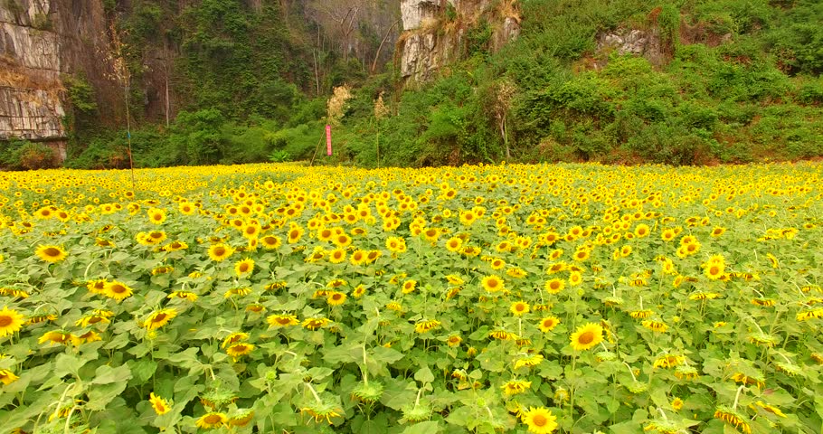 Aerial view of sunflowers fields and mountains