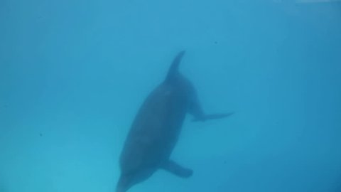 a shot of dolphins swimming around