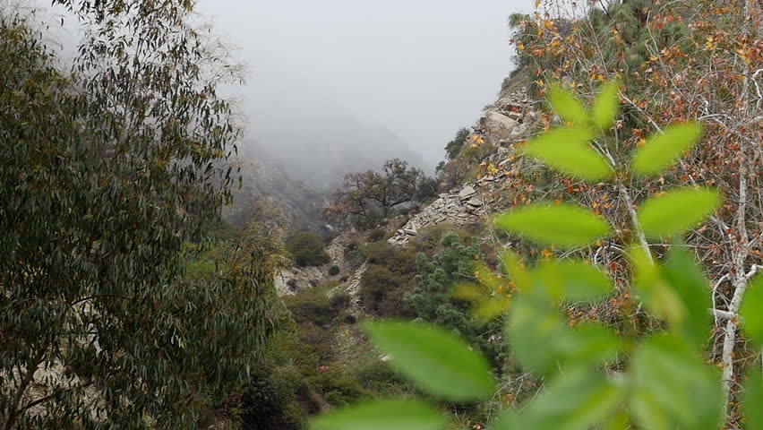 LOOKING UP THE CANYON.  DOLLY SHOT LOOKING UP THE DRAW OF A LUSH, GREEN CANYON BELOW LOW LYING CLOUDS.