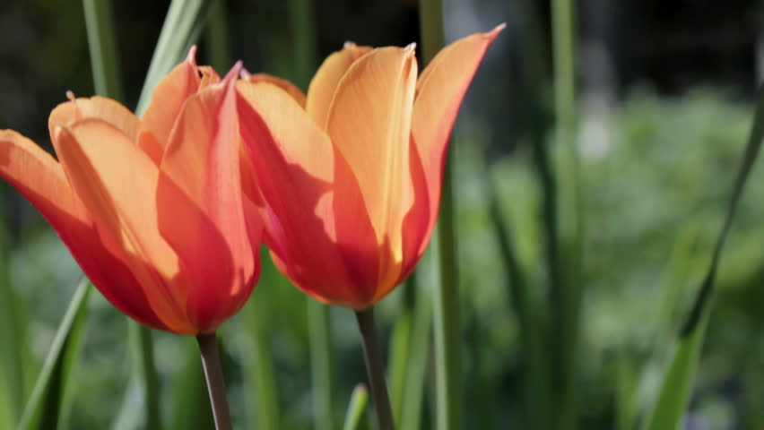 Tulip Montage