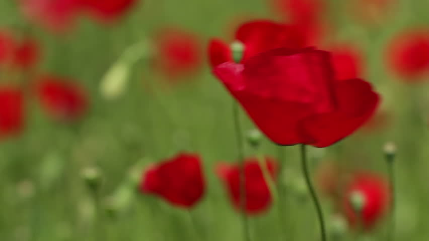 Red beautiful poppy flower tremble in the wind on field 
