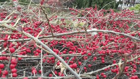 Pyracantha coccinea. - Powered by Shutterstock - Get 15% off with code: PIKWIZARD15