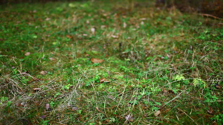 Background from grass and leaf, close up
