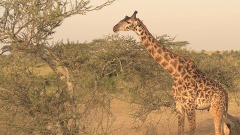 CLOSE UP: Cute male giraffe feeding, grazing green leaves on prickly tree canopy at amazing golden light sunny morning. Birds called red-billed oxpackers sit on giraffa's coat eating insects, ticks