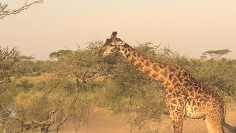 CLOSE UP: Cute male giraffe feeding, grazing green leaves on prickly tree canopy at amazing golden light sunny morning. Birds called red-billed oxpackers sit on giraffa's coat eating insects, ticks